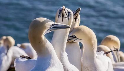 九游官网入口-C罗在训练中完成倒钩技惊四座，c罗倒钩什么水平